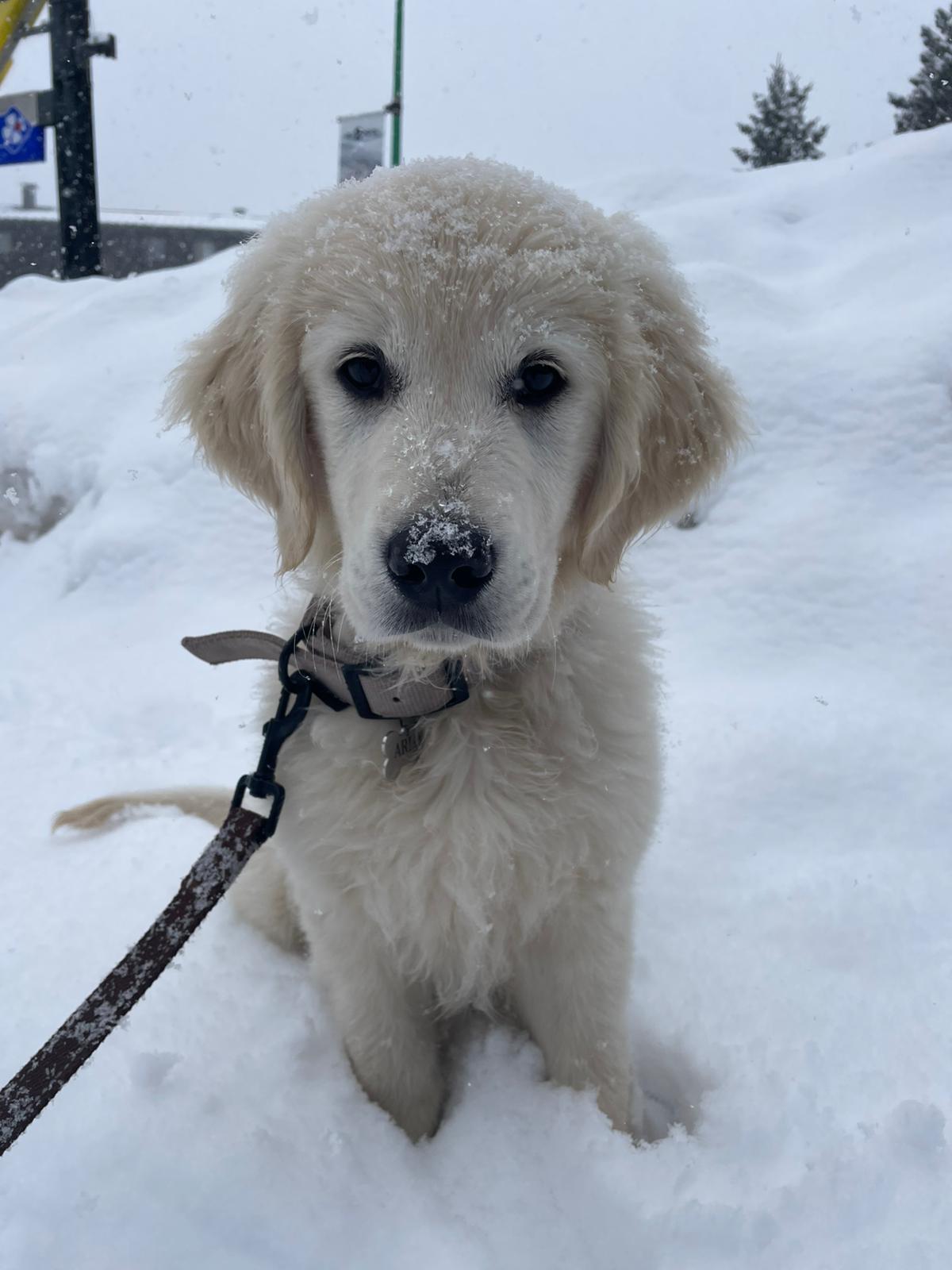 Golden Retriever Arlo